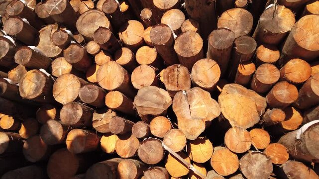 Pile log industry. Stack of freshly cut pine tree trunks