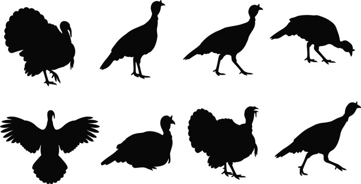 Turkey silhouette collection featuring standing, walking, pecking, flapping, and displaying poses