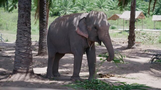 Asian elephant standing under palm tree shade and eating green grass.