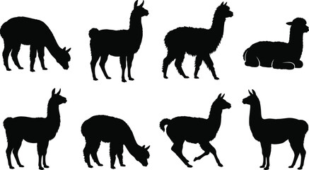 Alpaca and Llama Silhouette Bundle Collection with Standing Grazing Walking and Resting Farm Animal Vector Set © Miss