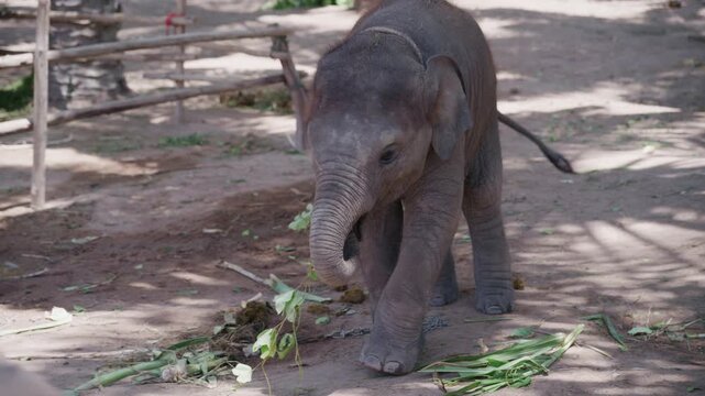 Asian elephant standing under palm tree shade and eating green grass.