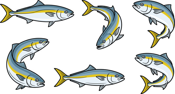 Yellowtail Amberjack and Tuna Fish Vector Set Featuring Flat Detailed Illustrations of Marine Wildlife for Seafood Markets, Fishing Clubs, and Restaurant Menus