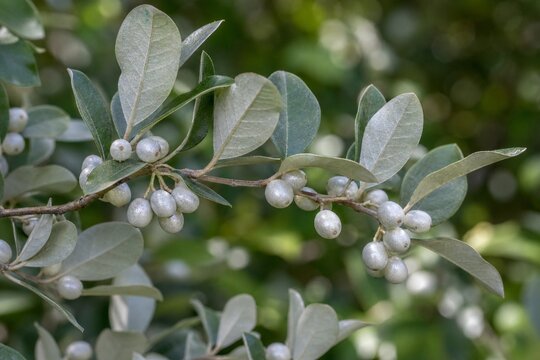 Close-up of silverberry branches with silvery leaves and pearl-like berries.