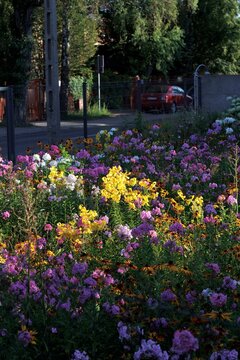 Colorfull flowers in the city garden, summer Colorful Flowers in a garden at sunrise &ndash; summer background, sustainability, harmony with nature, and new day motivation concept.