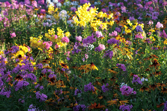 Colorfull flowers in the city garden, summer Colorful Flowers in a garden at sunrise &ndash; summer background, sustainability, harmony with nature, and new day motivation concept.