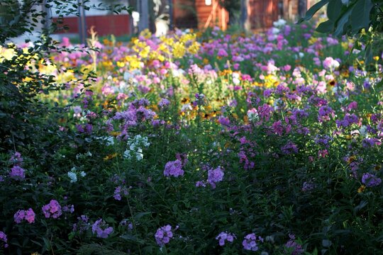 Colorfull flowers in the city garden, summer Colorful Flowers in a garden at sunrise &ndash; summer background, sustainability, harmony with nature, and new day motivation concept.