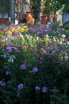 Colorfull flowers in the city garden, summer Colorful Flowers in a garden at sunrise &ndash; summer background, sustainability, harmony with nature, and new day motivation concept.