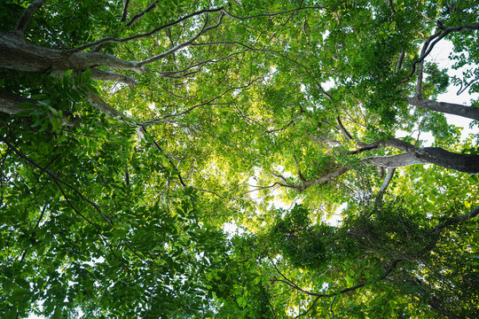 Sunlit Green Tree Canopy with Fresh Forest Leaves and Natural Woodland Foliage in Summer Spring Light