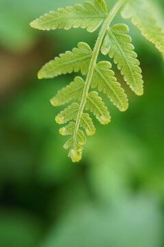 Close Up Green Fern Leaf with Fresh Spring Foliage Natural Botanical Macro Detail 