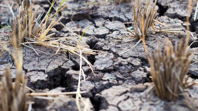 Dry cracked earth in paddy field during severe drought season.