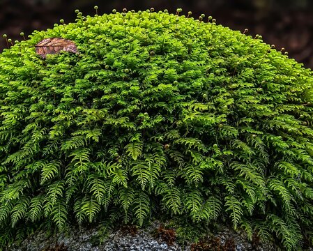 Close-up macro photograph of dense pinnate feather moss colony with sporophyte capsules covering a granite boulder in temperate forest