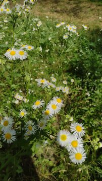 Honeybees flying around and landing on blooming white daisy fleabane flowers in a sunny meadow. Vertical stock footage for nature documentaries, pollination, summer environment, and botany vlogs.
