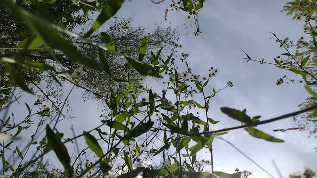 A low-angle worm's-eye view of wild daisy fleabane flowers and tall grass swaying against the bright summer sky. Horizontal stock footage for nature documentaries and tranquil meadow scenes.