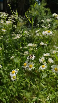A bee collecting nectar on white daisy fleabane flowers in a sunny meadow. Vertical stock footage for nature documentaries, pollination process, summer environment, and botanical videos.