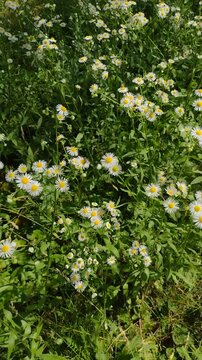 A high-angle view of wild daisy fleabane flowers swaying gently in the wind. Vertical stock footage for natural background textures, outdoor summer meadow, and relaxing botanical videos.