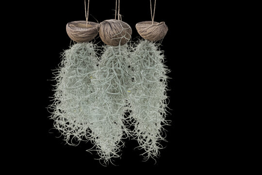 Top view of Spanish Moss hanging with Cerbera odollam, focus selective