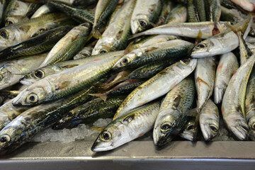 Obraz premium sardines