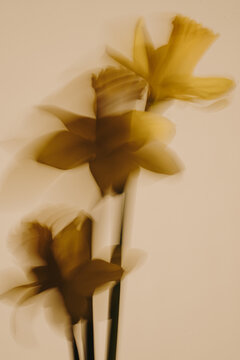 Ethereal Motion Blur Of Multiple Daffodils Against Neutral Background