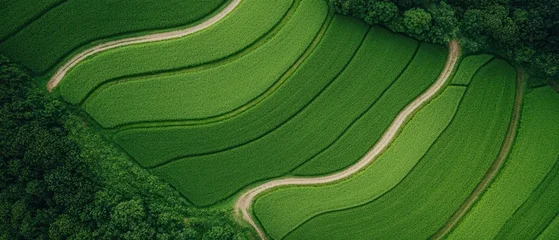 Green terraced fields with winding paths, lush vegetation, natural curves, agricultural landscape, top view, growth © Tetiana
