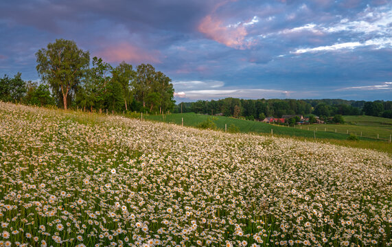A fairy-tale field of chamomile on green hills, bathed in the light of the rising sun