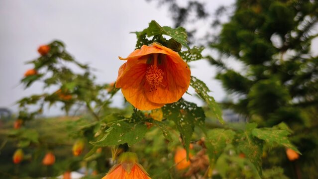 Orange Abutilon Flower Blooming in Garden