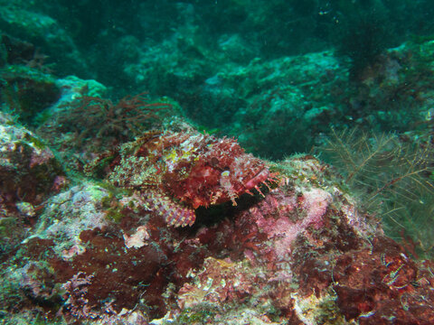 Reef stonefish resting on rock