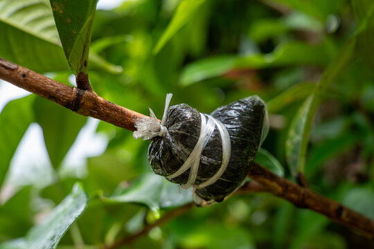 Plant propagation by air layering method on tree branch in garden close up