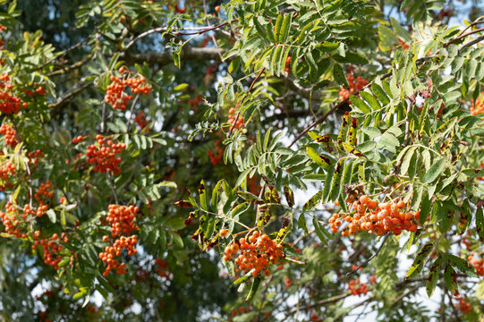 Rowan tree branches showing clusters of orange berries