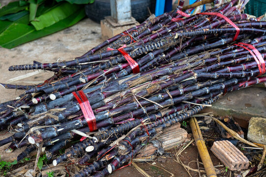 Bundle of freshly cut sugarcane stalks tied with red plastic straps on rustic ground, displaying dark purple rind, fibrous nodes, and cut ends in agricultural market scene