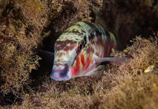 Red Sea goat fish from Cyprus