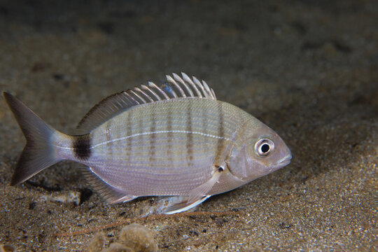 White sea bream 