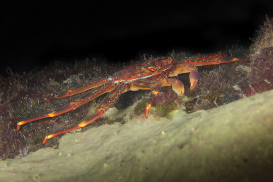 Sally lightfoot crab