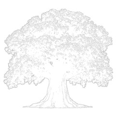 Obraz premium Large majestic oak tree silhouette illustration isolated on transparent