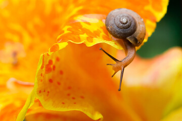 Small brown snail climbing edge of vibrant yellow orange flower petal, macro nature closeup showing shell spiral, texture, and delicate antennae in soft sunlight © CoreRock