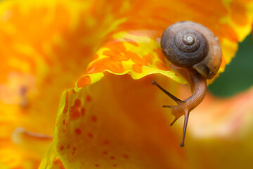 Small brown snail crawling along ruffled edge of vibrant yellow orange spotted flower petal, delicate tendrils extended and glistening in soft natural light © CoreRock