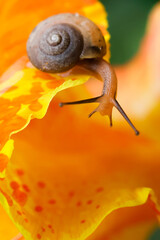 Small brown snail with spiral shell crawls along ruffled edge of vivid orange spotted flower, creating delicate close up that captures texture and nature quiet motion © CoreRock