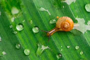 Obraz premium Tiny yellow snail on wet green leaf with water droplet closeup, natural detail and delicate texture