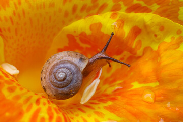 Small brown snail crawling on vibrant orange yellow flower petal with water droplet and spiral shell, close up macro showing texture and delicate nature © CoreRock