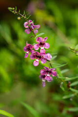 Obraz premium Close up of purple angelonia flower blooming on tall stem in sunny garden