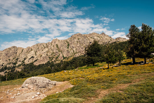 Blooming mountain meadow and rocky cliffs in Corsica