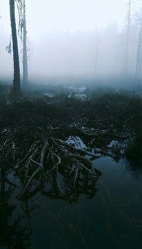 Ethereal swamp landscape evokes a melancholic beauty shrouded in dense misty atmosphere