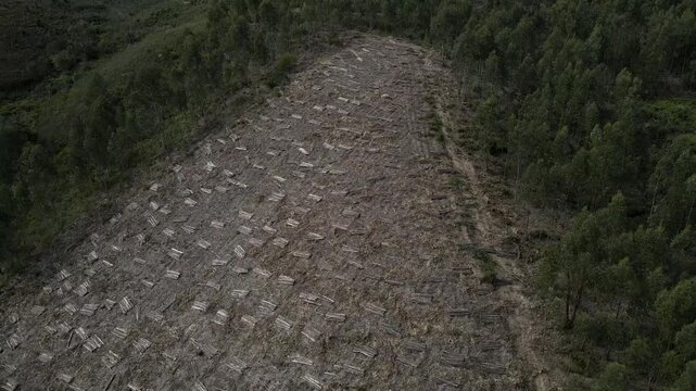 Aerial drone shot over eucalyptus plantation with freshly cut logs stacked in rows on the forest floor, ready for transport, contrasting cleared sections with dense green canopy.