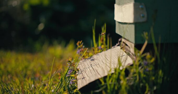 Wide Close Up of honey bees flying around a wooden beehive entrance. Natural sunlight and green grass capture active pollinator behaviour in a peaceful apiary setting.