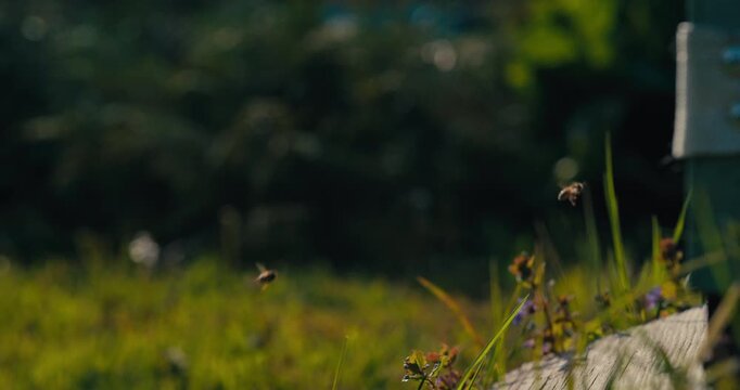 Close Up of a honey bee flying near a wooden beehive entrance with green grass in the background. Shallow depth of field captures pollinator activity in a peaceful apiary.