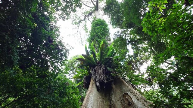 A low-angle tilting view capturing the immense scale, trunk, and flared buttress roots of a giant Mengkundor tree in a tropical rainforest.