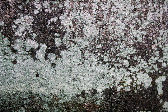 Weathered concrete wall surface with lichen texture and grunge peeling paint