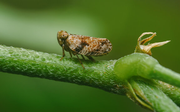 Planthopper resting on green textured plant stem