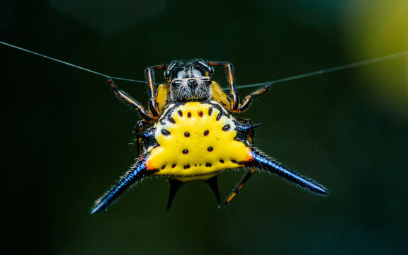 Spiny orb weaver spider hanging on delicate web