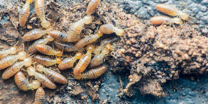 Termite colony building mud tube underground nest
