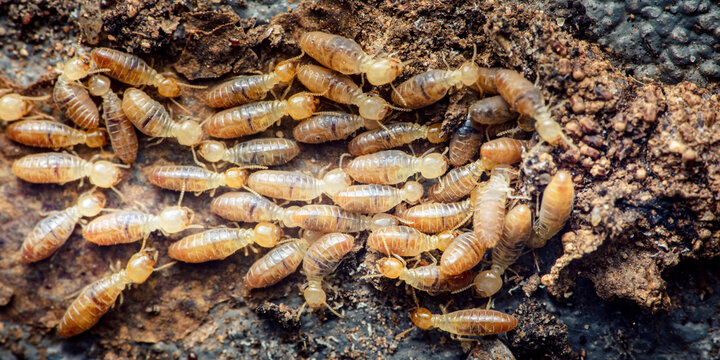 Termites infesting damaged wooden structure and nest
